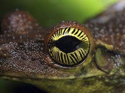 Mengagumkan! Begini Wujud Mata Hewan Dilihat dari Dekat