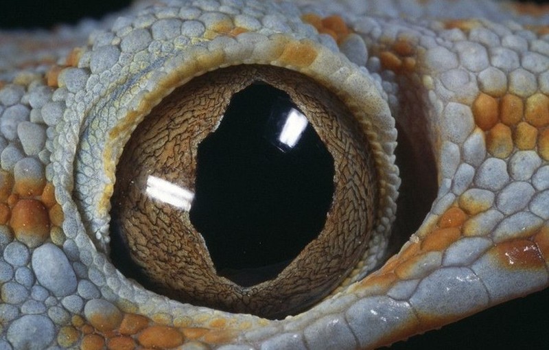 fotoinet mata hewan dari dekat