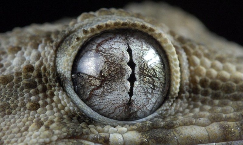 fotoinet mata hewan dari dekat