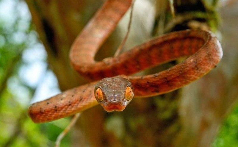 fotoinet mata hewan dari dekat