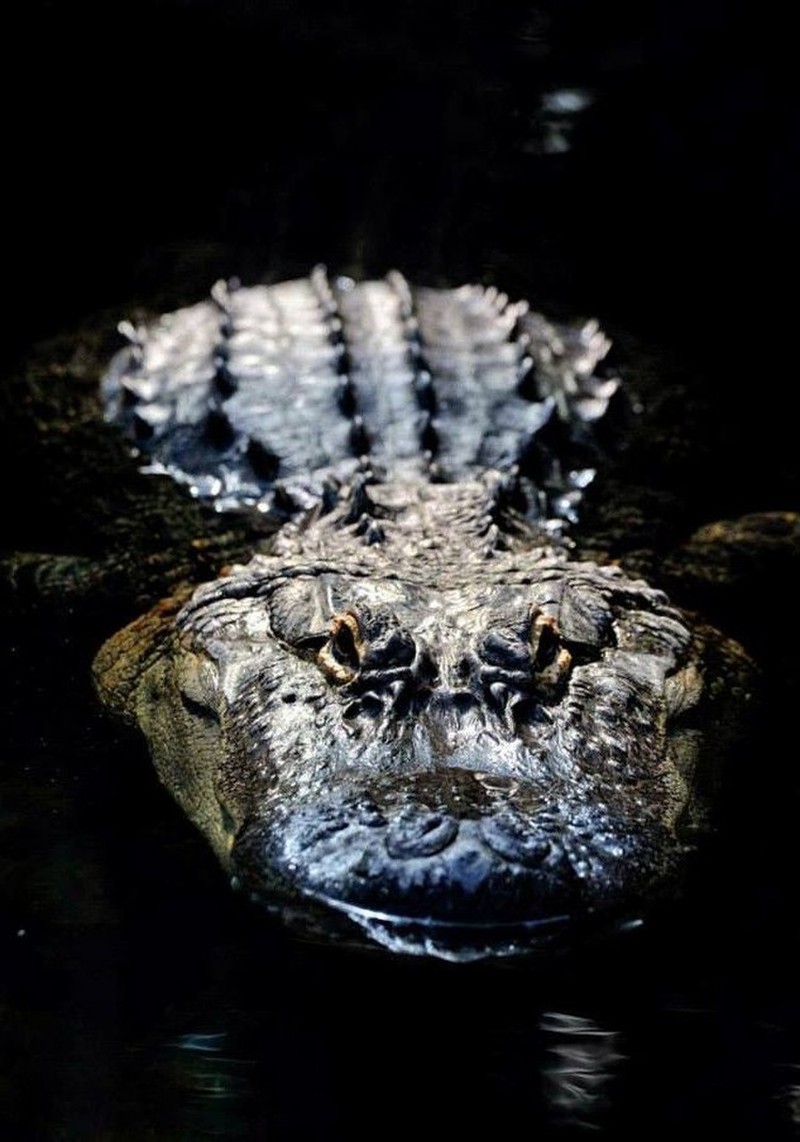 fotoinet mata hewan dari dekat