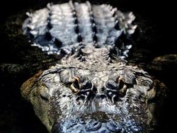 Mengagumkan! Begini Wujud Mata Hewan Dilihat dari Dekat