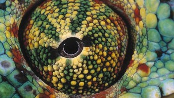 Daniel Heuclin adalah seorang fotografer profesional khusus satwa liar asal Perancis. (Foto: Daniel Heuclin)