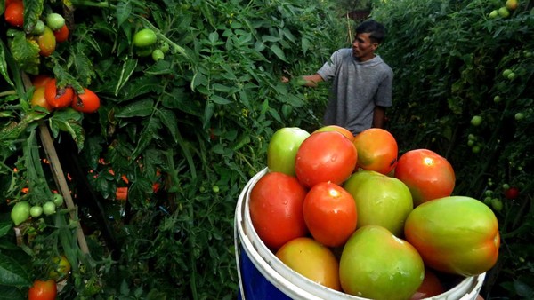 Harga Tomat Malino di Gowa Turun
