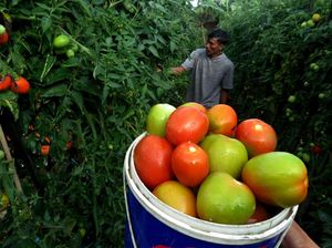Harga Tomat Malino di Gowa Turun