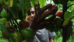 Harga Tomat Malino di Gowa Turun