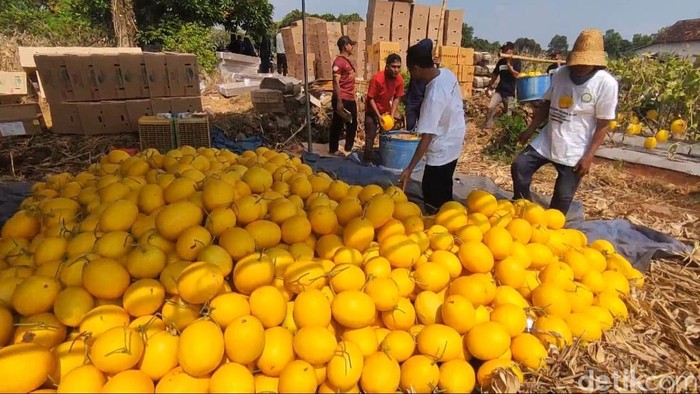 petani melon golden lamongan