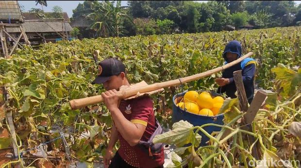 petani melon golden lamongan