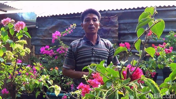 Pria Lamongan sukses budidaya bougenville