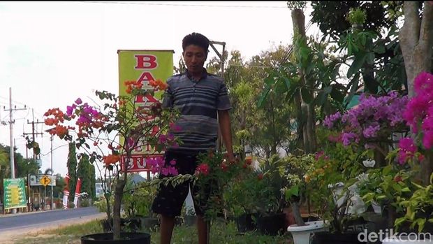 Pria Lamongan sukses budidaya bougenville