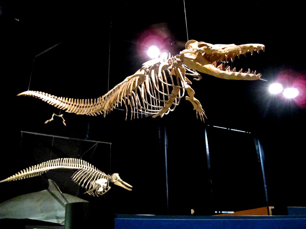 Rekonstruksi kerangka Dorudon atrox dipajang di museum University of Michigan AS.