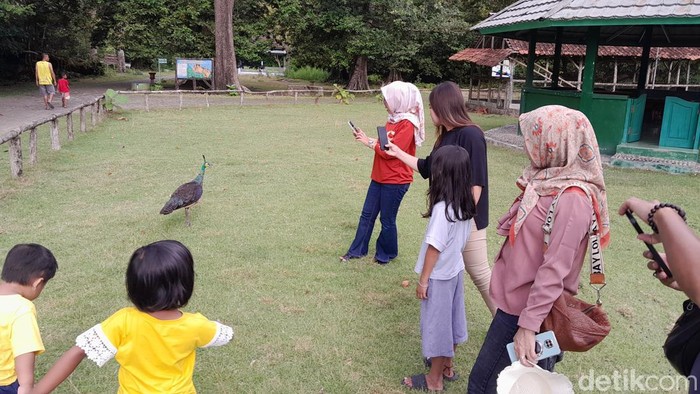 Suasana liburan sekolah di Cagar Alam Pangandaran