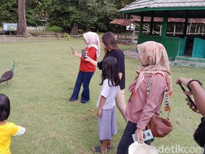 Asyiknya Main Sama Merak di TWA Pangandaran