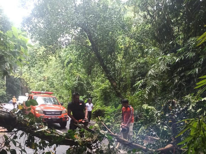 Tim BPBD Pos Mengwi, Badung menangani laporan pohon tumbang akibat hujan, Minggu (2/7/2023). (IST)