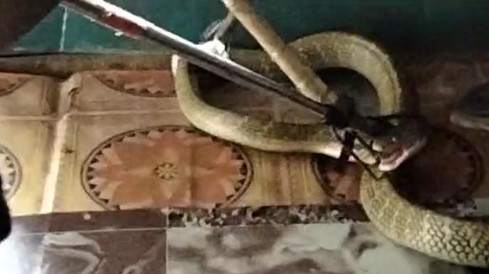 Ular king kobra di Palangkaraya, Kalteng.