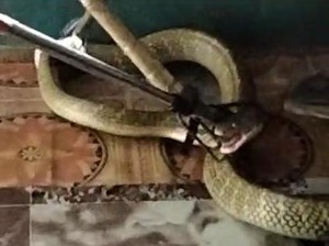 Ular King Kobra di Kalteng Nyaris Serang Warga Saat Sembunyi di Bawah Lemari