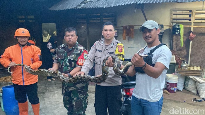Ular sanca di Sukabumi berhasil dievakuasi