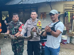 Teror Induk Ular Sanca di Sukabumi Diduga Mangsa 5 Ekor Ternak