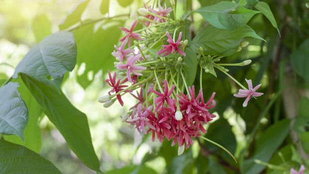 Pink Rangoon creeper flower or Quisqualis indica bloom with sunlight in the garden.