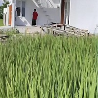 Akun TikTok @maswindo_jombang menunjukkan rumah tersebut memanfaatkan kanopi di dak untuk menjadi balkon di lantai dua. Terdapat akses tangga di halaman rumah. Foto: Dok. TikTok @maswindo_jombang.