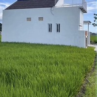 Setiap orang tentu ingin mempunyai hunian idaman yang nyaman dan dekat dengan pusat kota. Namun berbeda dengan bangunan rumah ini yang mendadak viral di TikTok karena berada tepat di tengah sawah.  Foto: Dok. TikTok @maswindo_jombang.