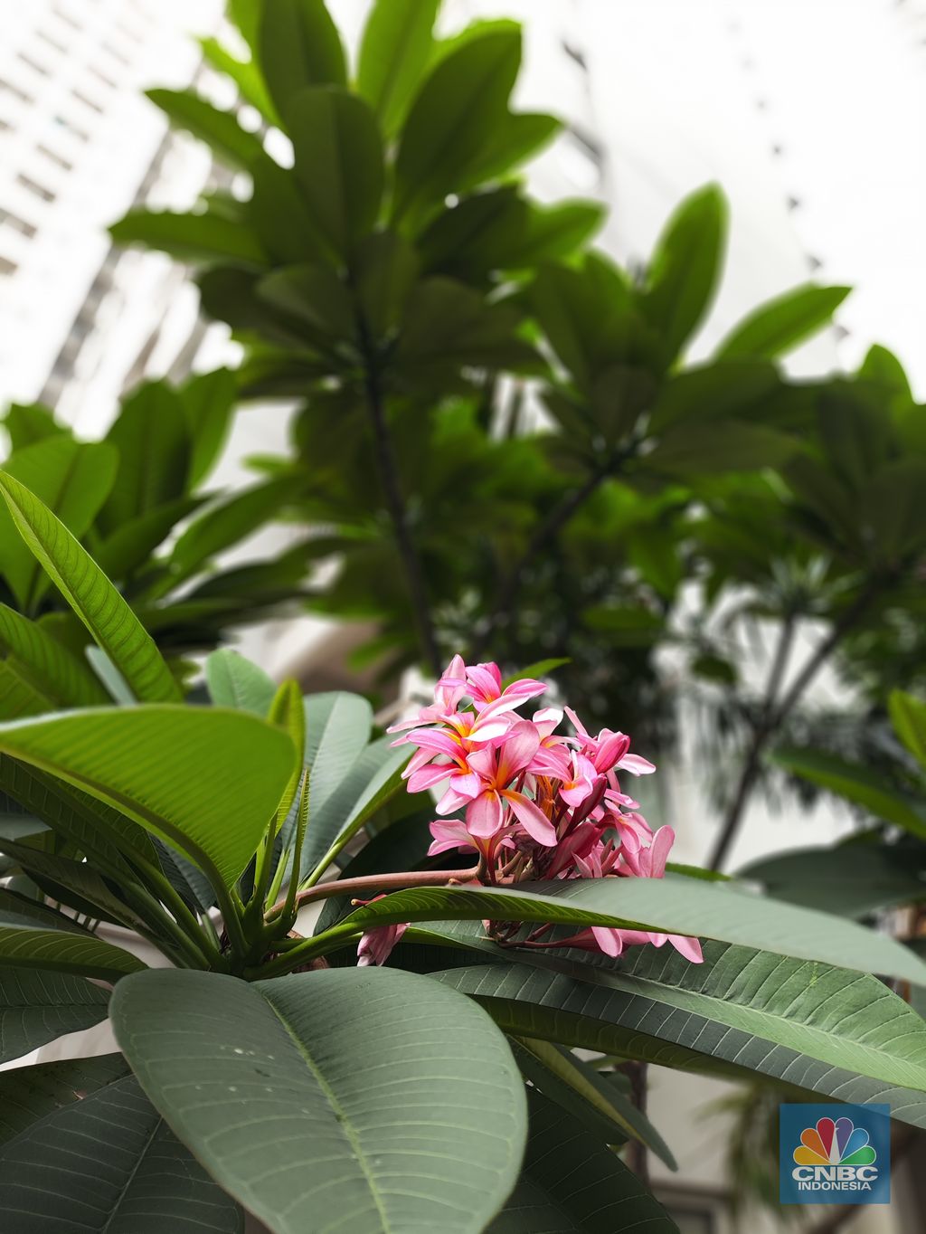 Hasil foto kamera Poco F5 Hasil foto kamera Poco F5