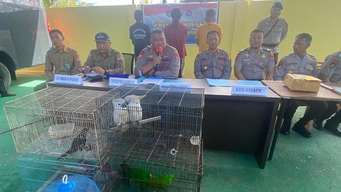Konferensi pers yang dipimpin Dirpolairud Polda Papua Barat Kombes Budi Utomo, Kepala BKSDA Papua Barat Johny Santoso berserta pejabat utama jajaran Ditolairud PB dan BKSDA PB.