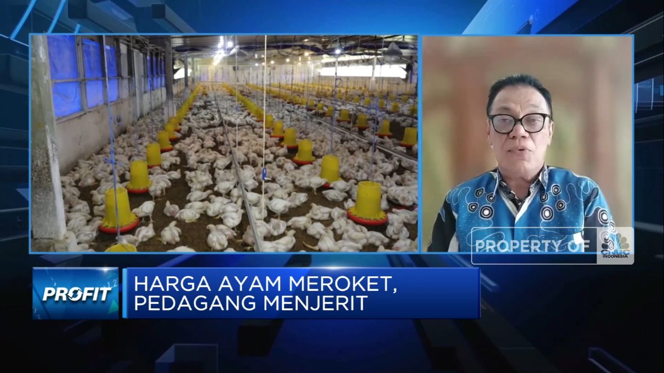 Peternak Tak Untung Meski Harga Daging Ayam Meroket, Kenapa? (CNBC Indonesia TV)