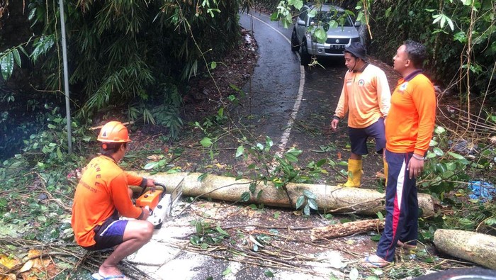Tim TRC BPBD Gianyar melakukan penanganan pohon tumbang akibat bencana cuaca buruk, pada Minggu (2/7/2023).