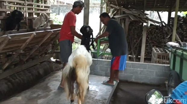 Pria di Blitar raup belasan juta rupiah dari buka jasa kawin kambing