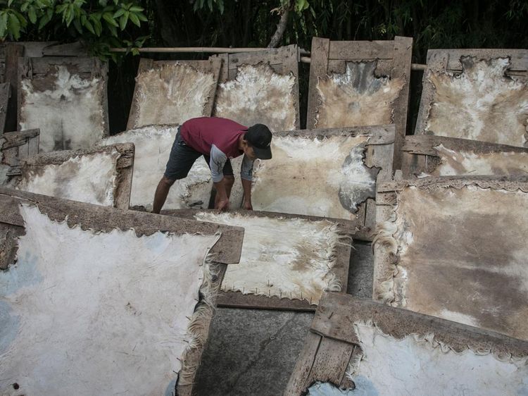 Raup Cuan dari Bisnis Kulit Kambing