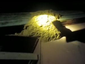 Lansia di Palangkaraya Tewas Disengat Tawon Vespa di Acara Pernikahan
