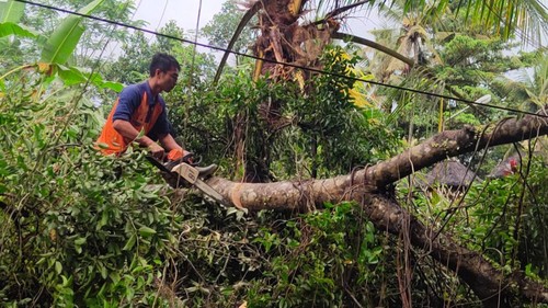Proses pembersihan dahan beringin di areal Pura Dalem Rangkan, Banjar Kuwum Ancak, Desa Kuwum, Kecamatan Marga yang patah pada Senin (3/7/2023) pagi.