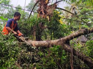 Beringin Timpa Palinggih-Kabel PLN di Tabanan