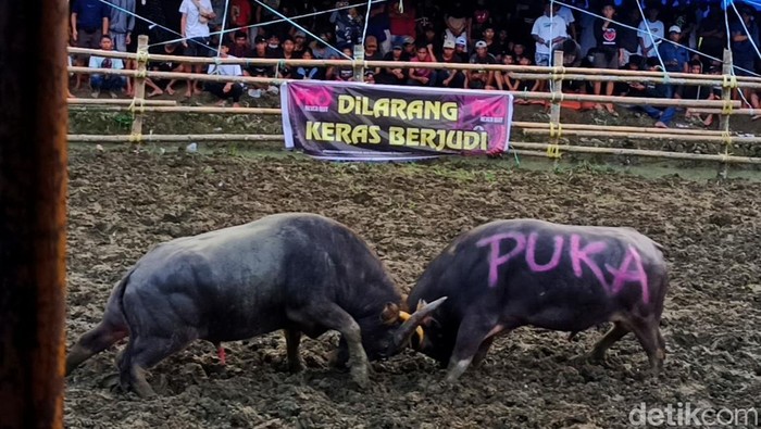 Tradisi silaga tedong di Tana Toraja.