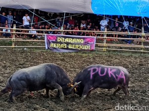 Anggota DPRD Tana Toraja Bantah Gelar Tradisi Silaga Tedong untuk Judi