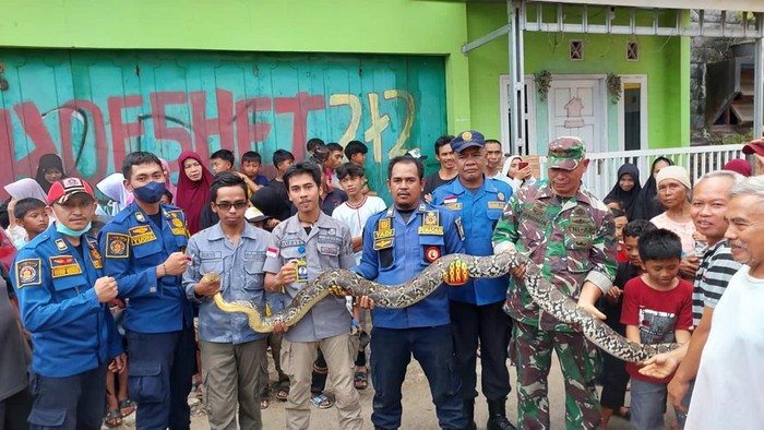 Ular sanca di Sukabumi