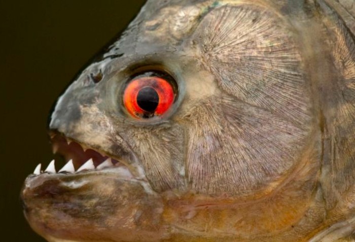 Black piranha