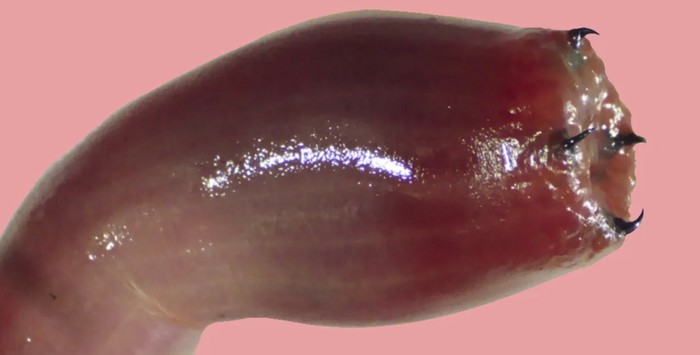 Cacing darah (bloodworm)
