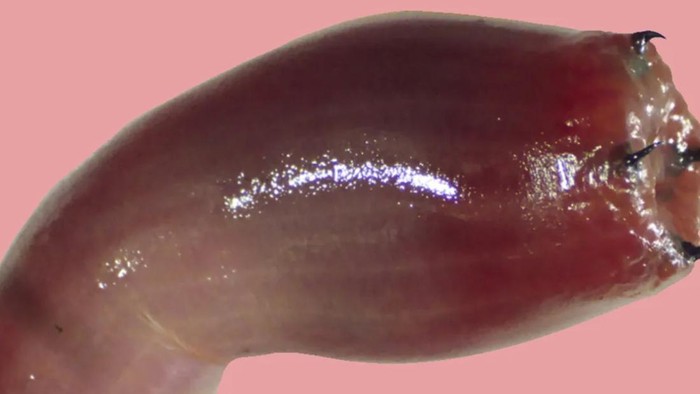 Cacing darah (bloodworm)