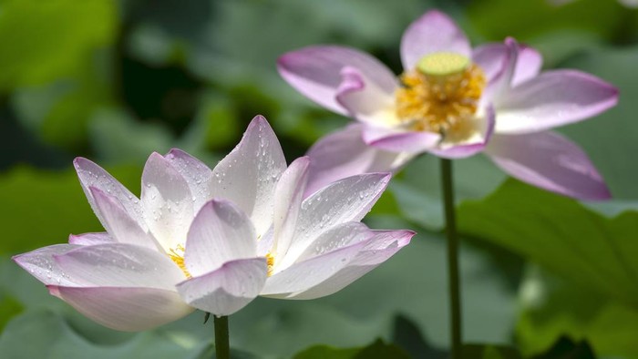 China Daily Life A woman takes smartphone photos of lotus blossoms in a pond at a public park in Beijing, Tuesday, July 4, 2023. (AP Photo/Mark Schiefelbein)