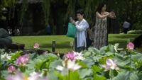 Pengunjung yang datang ke taman kota di kawasan Beijing ini sibuk memotret momen bunga teratai.