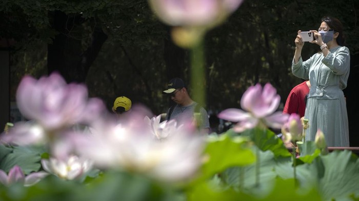 China Daily Life A woman takes smartphone photos of lotus blossoms in a pond at a public park in Beijing, Tuesday, July 4, 2023. (AP Photo/Mark Schiefelbein)