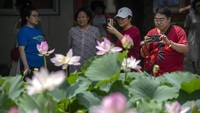 Sejumlah warga di Beijing berlomba mengabadikan momen bunga teratai yang sedang bermekaran, Selasa (4/7/2023).