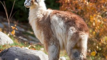 Perpaduan Llama dan kucing menjadi Llat. Foto: Reddit/Macilento