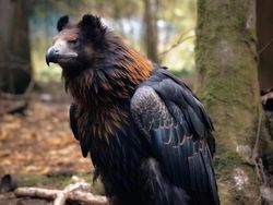 Ngeri! Ini Gambaran Hasil Perkawinan Dua Hewan Buatan AI