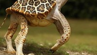 Perkawinan silang antara kura-kura dan jerapah