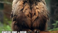 Kawis silang antara beruang dan burung hantu