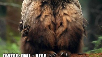 Ini Owear memadukan burung hantu dan beruang. Foto: Reddit/Macilento