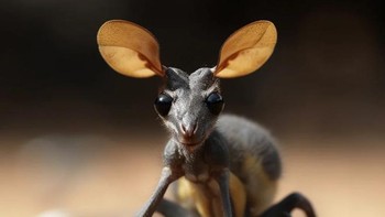 Perpaduaan semut dan kangguru menjadi antaroo. Foto: Reddit/Macilento